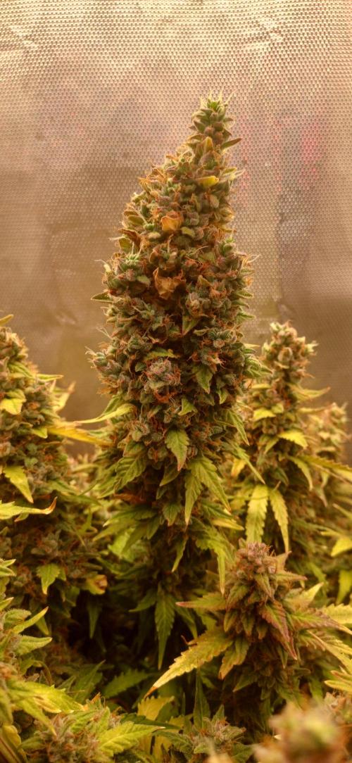 Gorilla cookies soil. Week 14