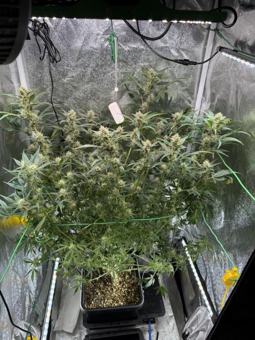 Mixed Everything. Week 8