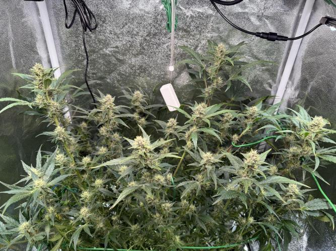 Mixed Everything. Week 8