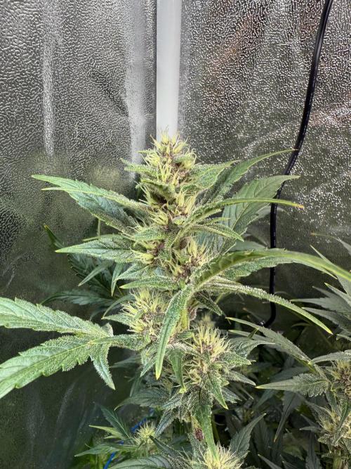 Mixed Everything. Week 8