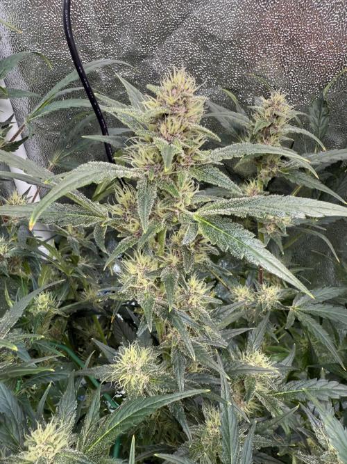 Mixed Everything. Week 8