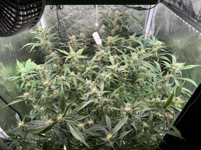 Mixed Everything. Week 8