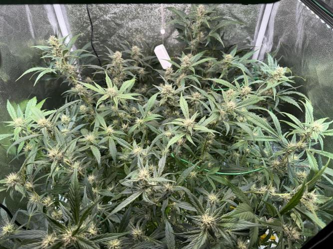 Mixed Everything. Week 8