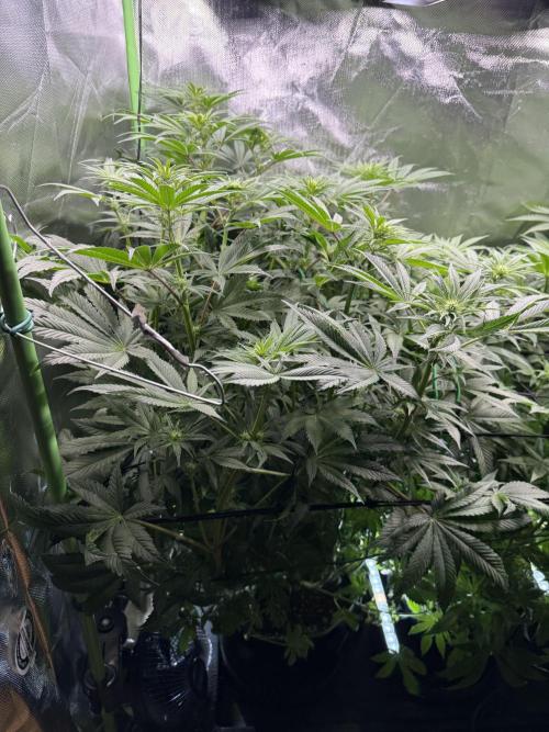 Mixed Everything. Week 8