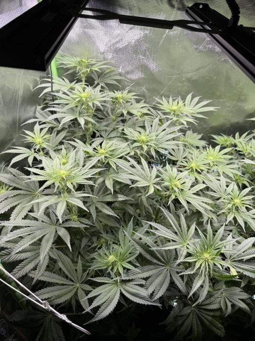 Mixed Everything. Week 8