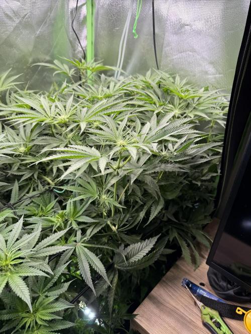 Mixed Everything. Week 8