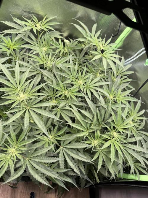 Mixed Everything. Week 8