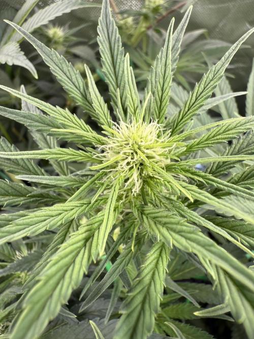 Mixed Everything. Week 8