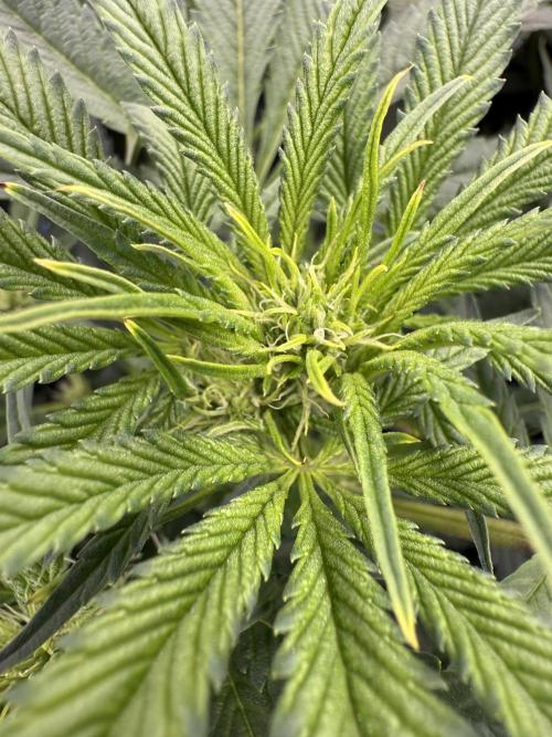 Mixed Everything. Week 8