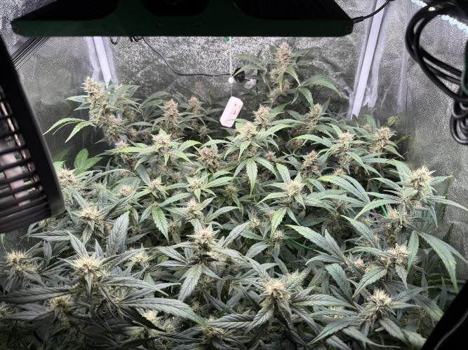 Mixed Everything. Week 9