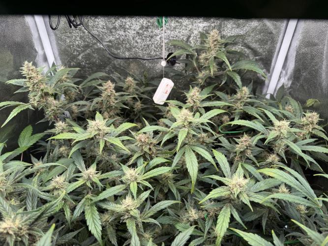 Mixed Everything. Week 9