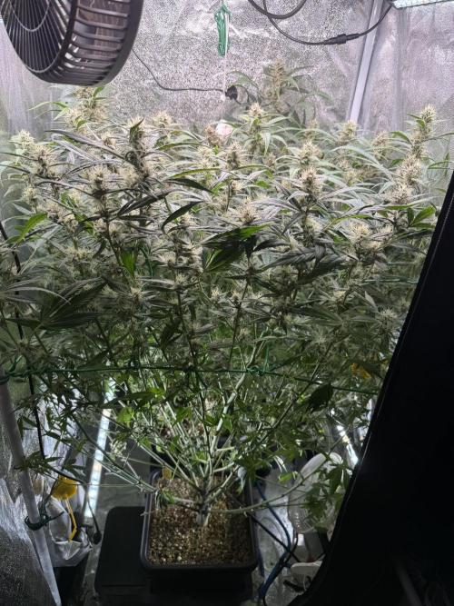 Mixed Everything. Week 9