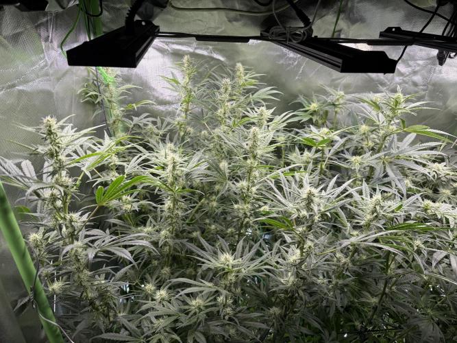 Mixed Everything. Week 9