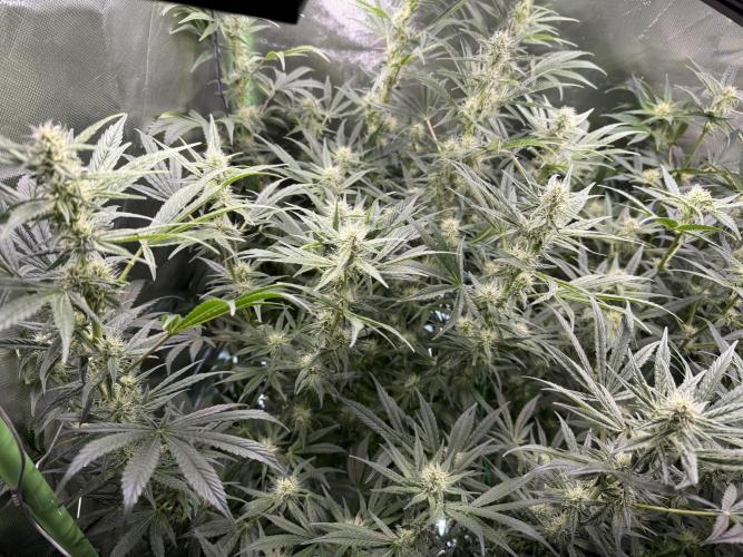 Mixed Everything. Week 9