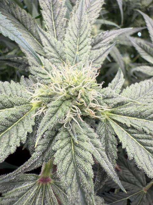 Mixed Everything. Week 9