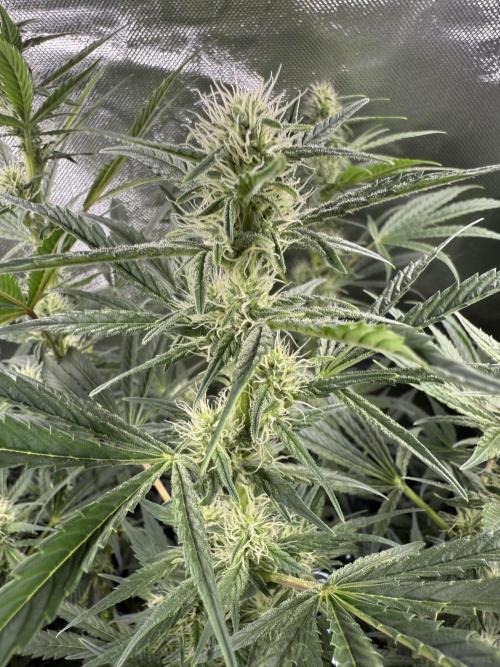 Mixed Everything. Week 9