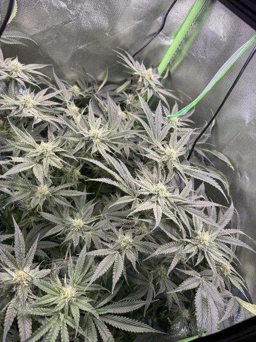 Mixed Everything. Week 10