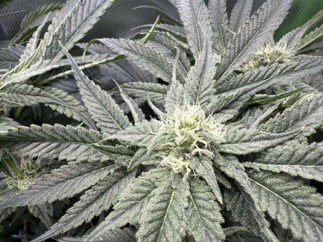 Mixed Everything. Week 10