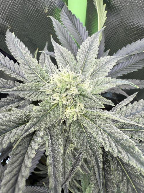 Mixed Everything. Week 10