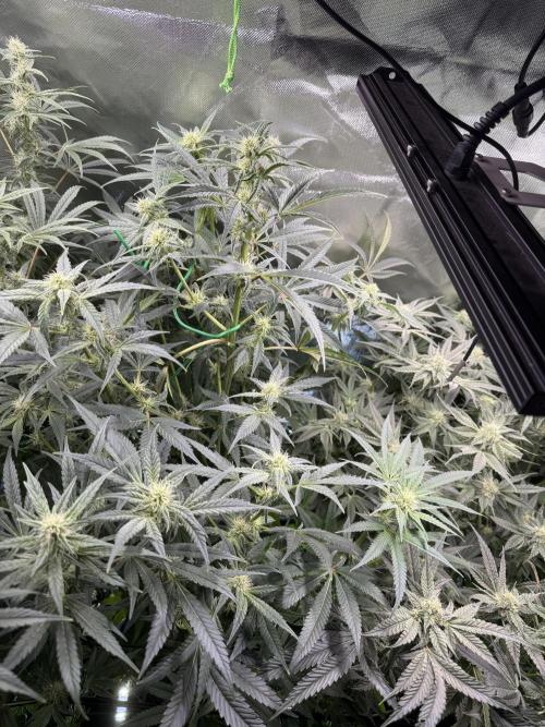 Mixed Everything. Week 10