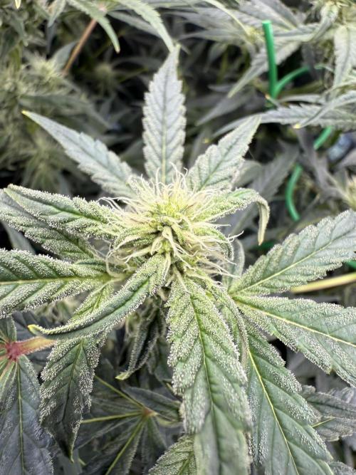 Mixed Everything. Week 10