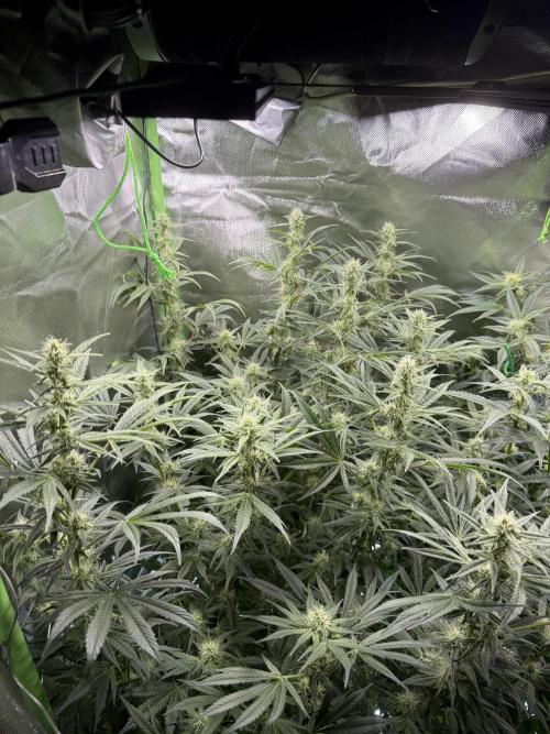 Mixed Everything. Week 10