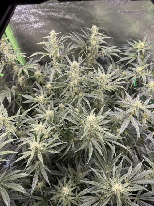 Mixed Everything. Week 10