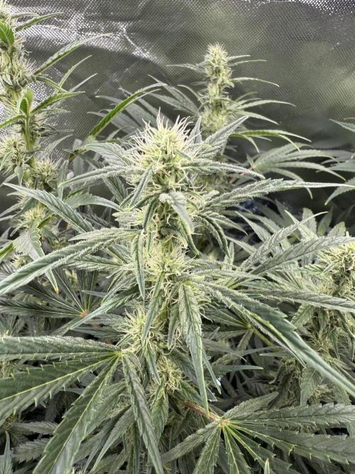 Mixed Everything. Week 10