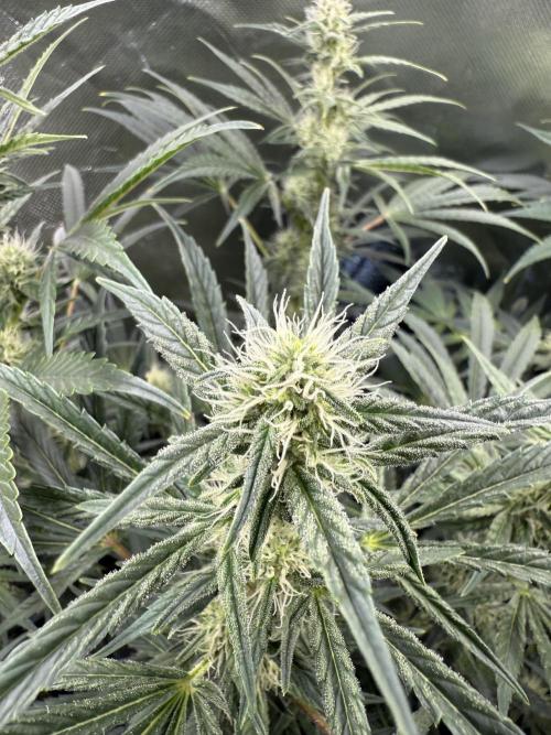 Mixed Everything. Week 10