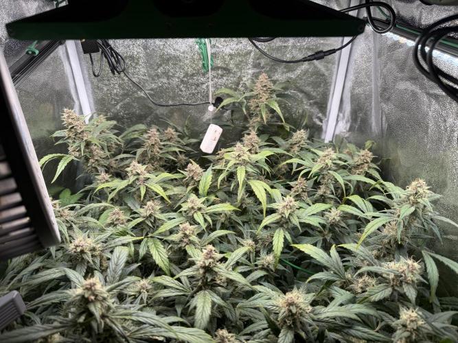 Mixed Everything. Week 10