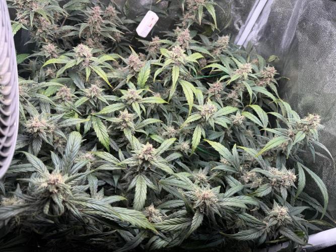 Mixed Everything. Week 10