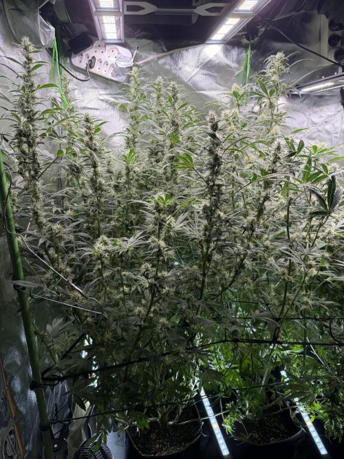 Mixed Everything. Week 11