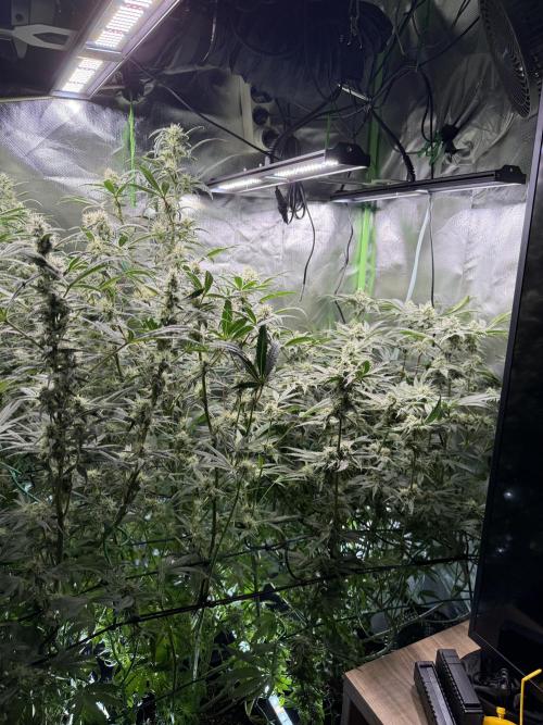 Mixed Everything. Week 11