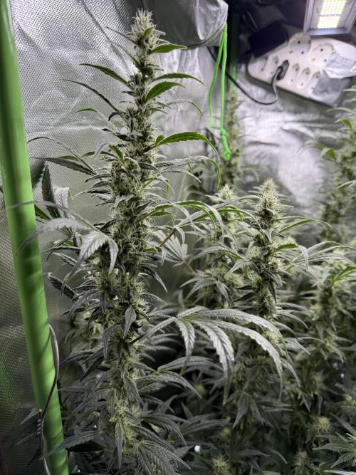 Mixed Everything. Week 11