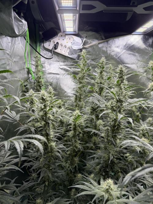 Mixed Everything. Week 11