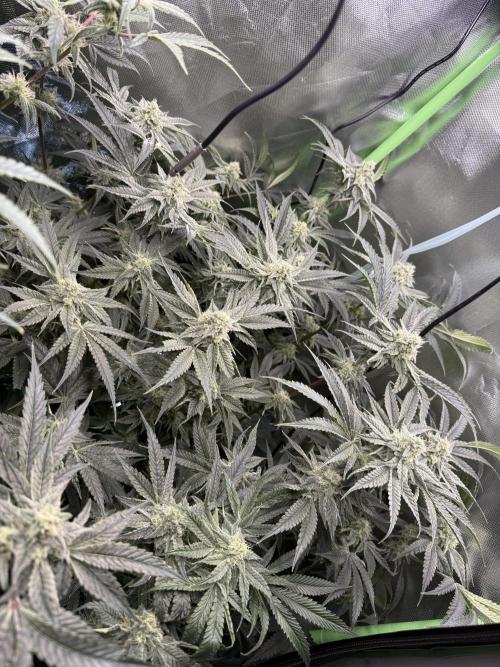 Mixed Everything. Week 11