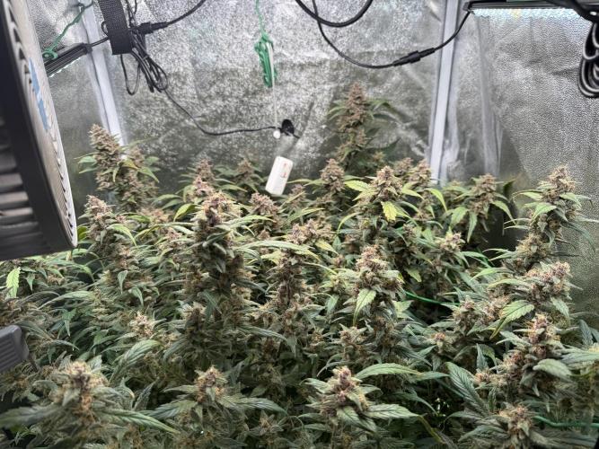 Mixed Everything. Week 11