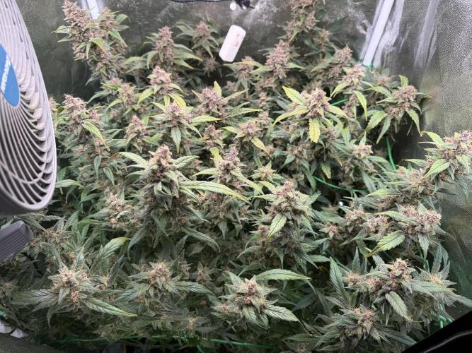 Mixed Everything. Week 11