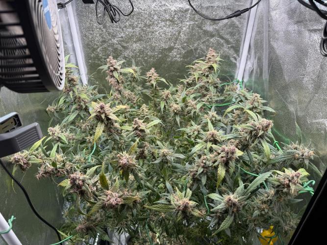 Mixed Everything. Week 11