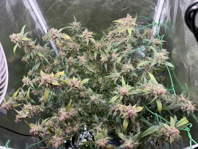 Mixed Everything. Week 11