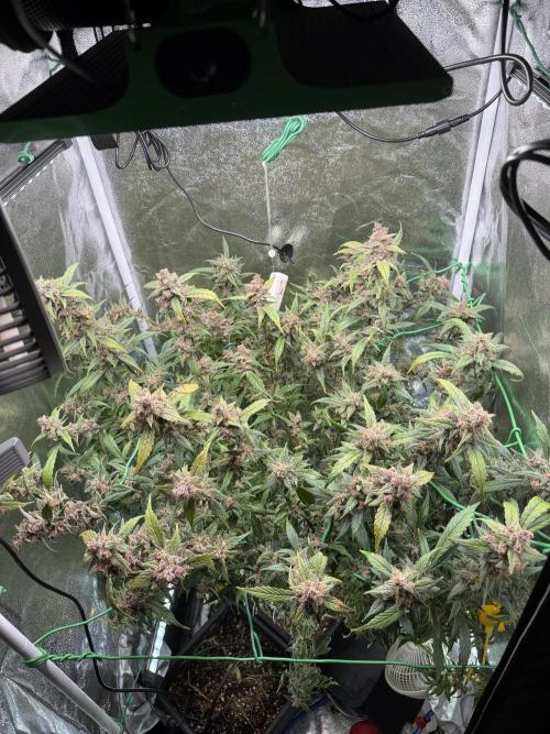 Mixed Everything. Week 12