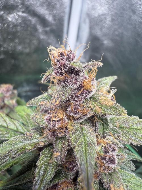 Mixed Everything. Week 12