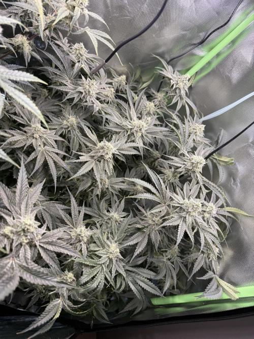 Mixed Everything. Week 12