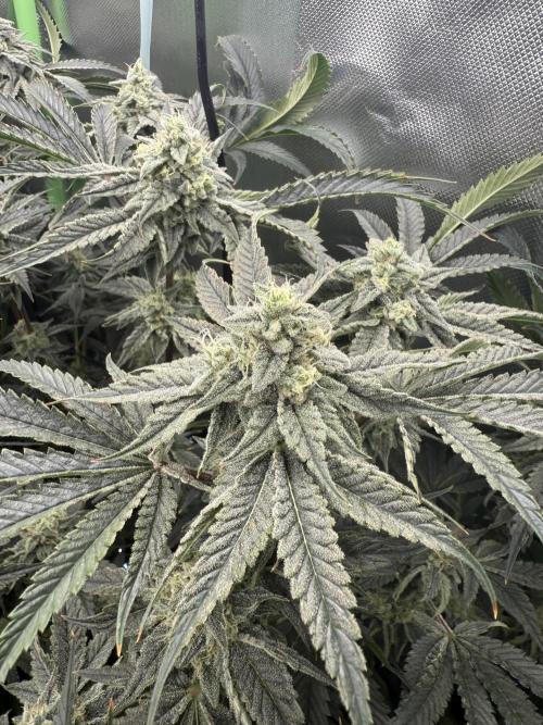 Mixed Everything. Week 12