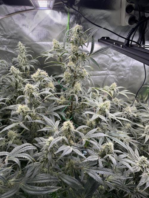 Mixed Everything. Week 12