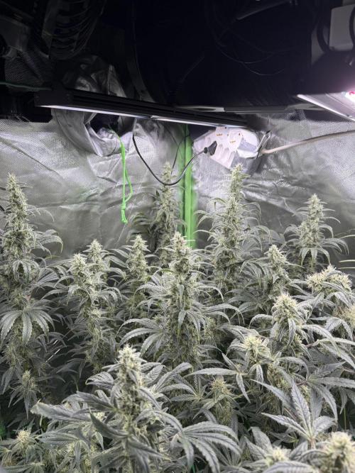 Mixed Everything. Week 12