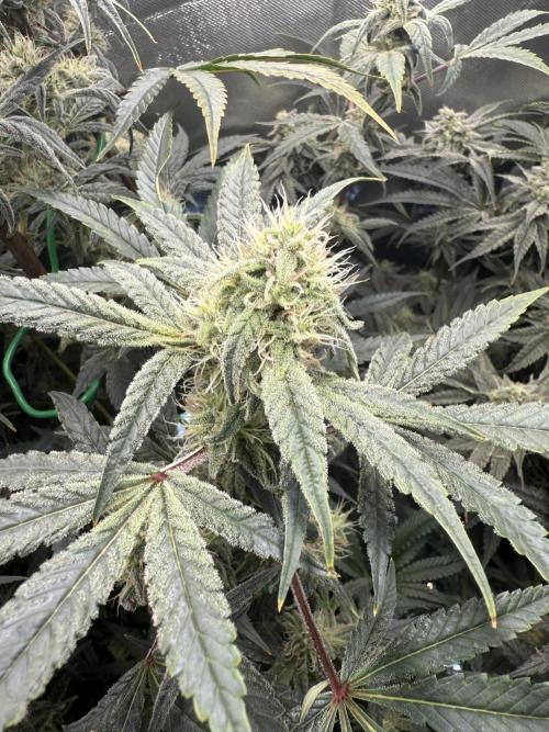 Mixed Everything. Week 12