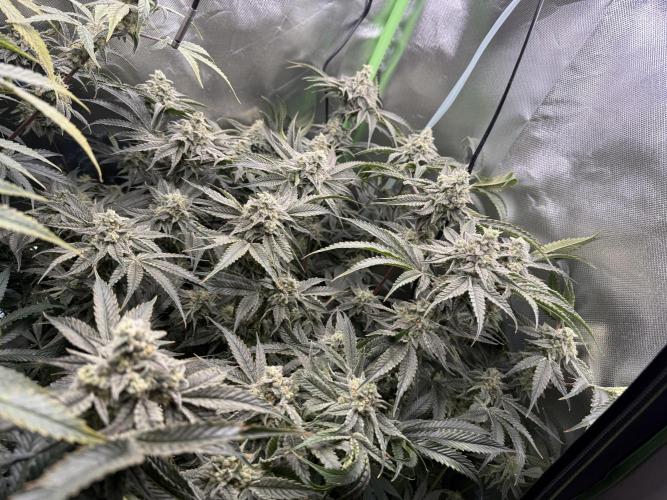 Mixed Everything. Week 13