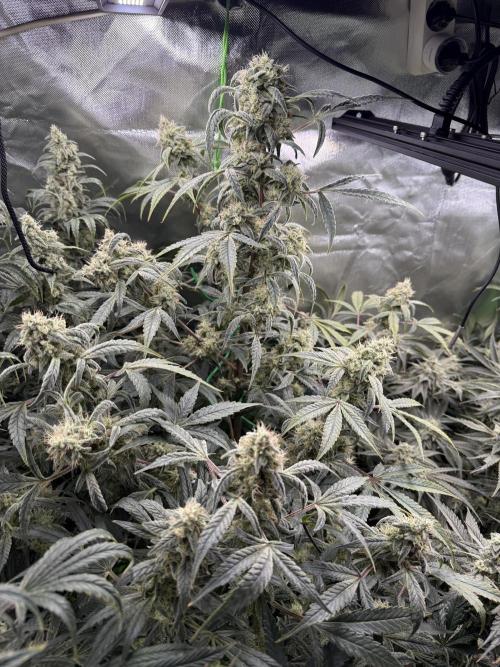 Mixed Everything. Week 13