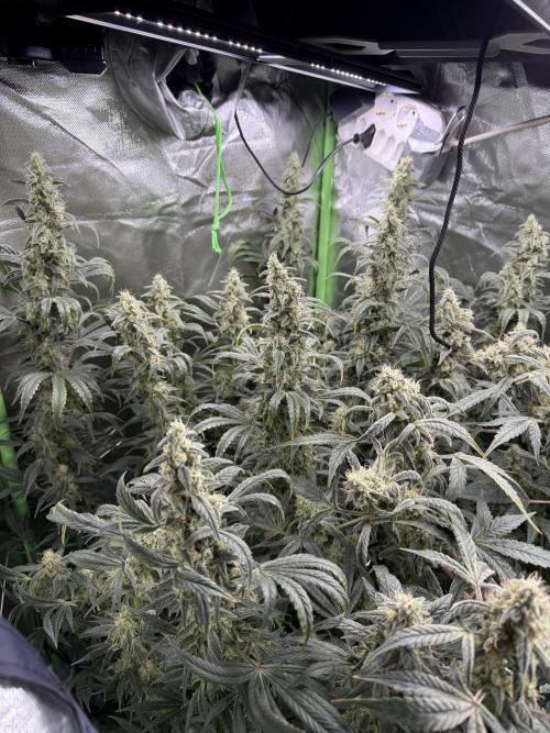 Mixed Everything. Week 13